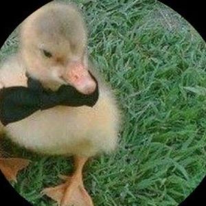 Meet your Posher, Toast